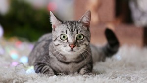 猫の膵外分泌不全とは 原因や症状 治療法について ペットのいろは