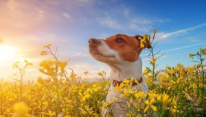 犬の車椅子 必要となる原因や費用について ペットのいろは