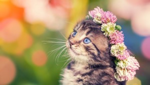 犬や猫の花粉症「症状や対処法、治療法は？」  ペットのいろは