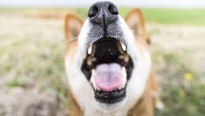 犬はなぜ吠えるのか 理由や対象 無駄吠え予防の方法は ペットのいろは