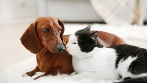 犬や猫に血液型はあるのか？ペットの輸血の際の注意点  ペットのいろは