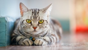 猫の白内障の原因や治療法について  ペットのいろは