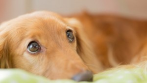 犬の血便 血便の症状や見分け方 対処法とは ペットのいろは