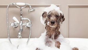 犬はお風呂が嫌い 犬をシャワーやお風呂に入れる際の注意点 ペットのいろは