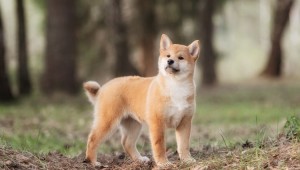 犬の膵外分泌不全症の原因とは ペットのいろは