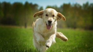 犬の再生不良性貧血とは 原因や症状 予防法について ペットのいろは
