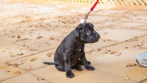 犬の低血糖症とは 子犬は特に注意が必要 ペットのいろは